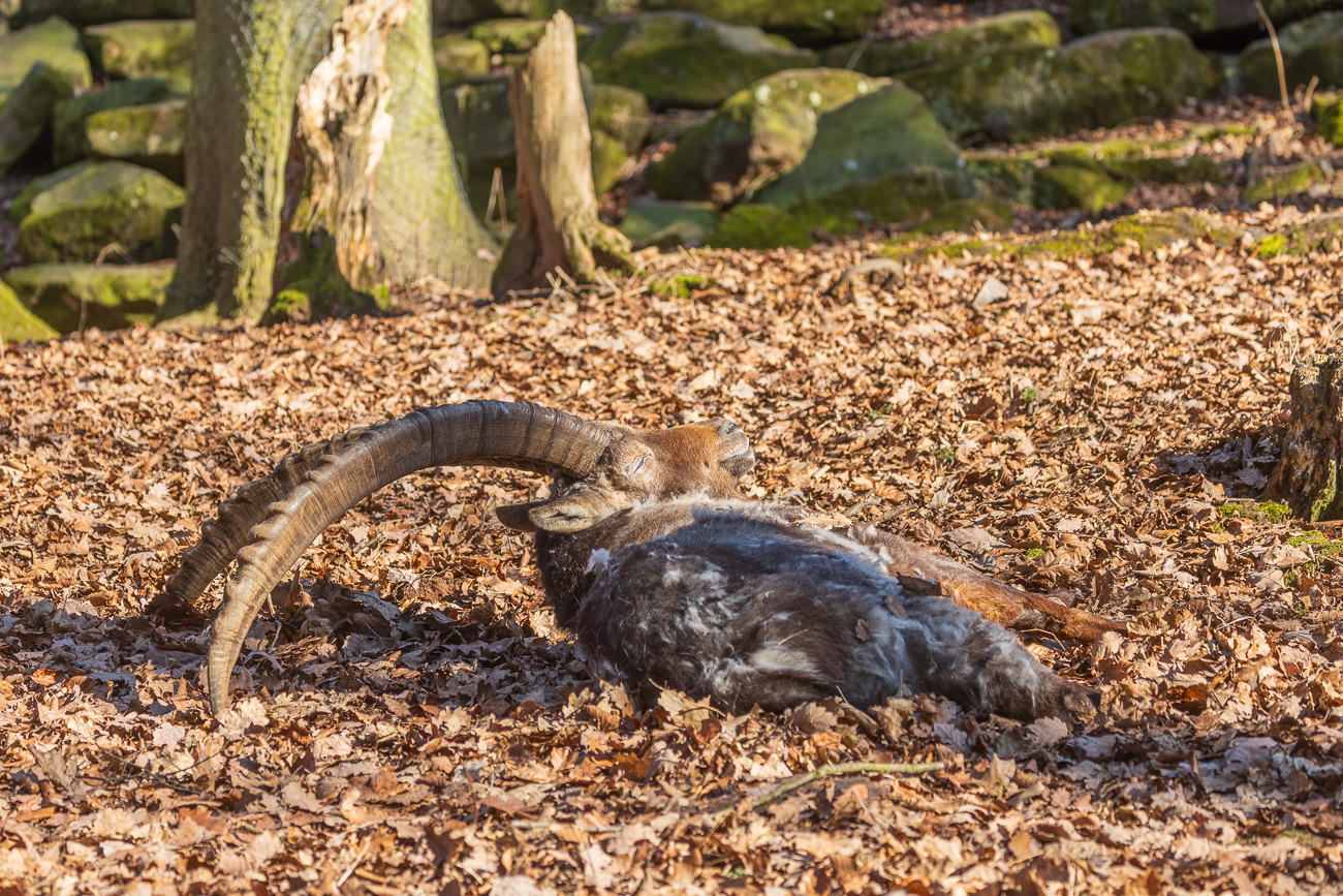 Bequem sieht das nicht aus