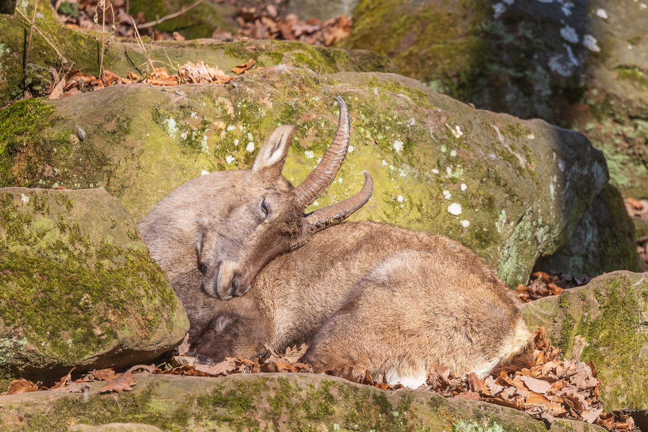 Aber den Tieren scheint es so zu gefallen