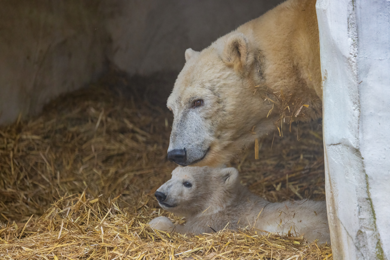 Mika mit Mutter Nuka in der "Höhle"