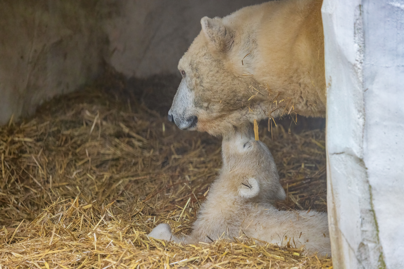 Das Junge ist natürlich noch sehr schmusebedürftig ...