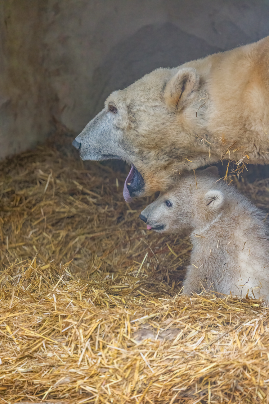 ... wie auch das Muttertier ;-)