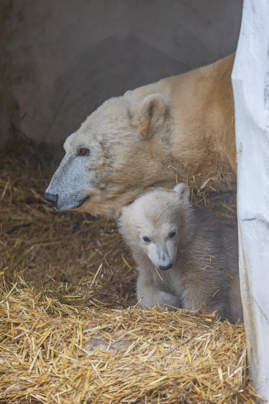 ... kann man Mika etwas besser sehen