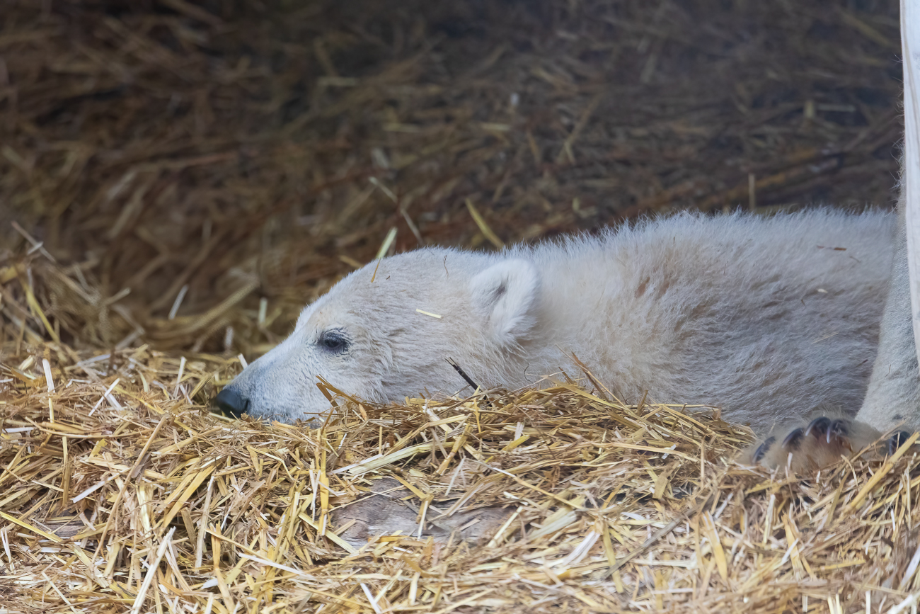 ... braucht auch Mika viel Schlaf