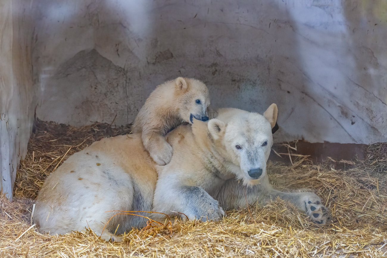 Rauferei mit der Mutter