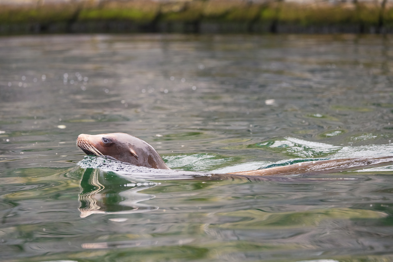 Im Zoo gibt's natürlich noch andere Tiere ...