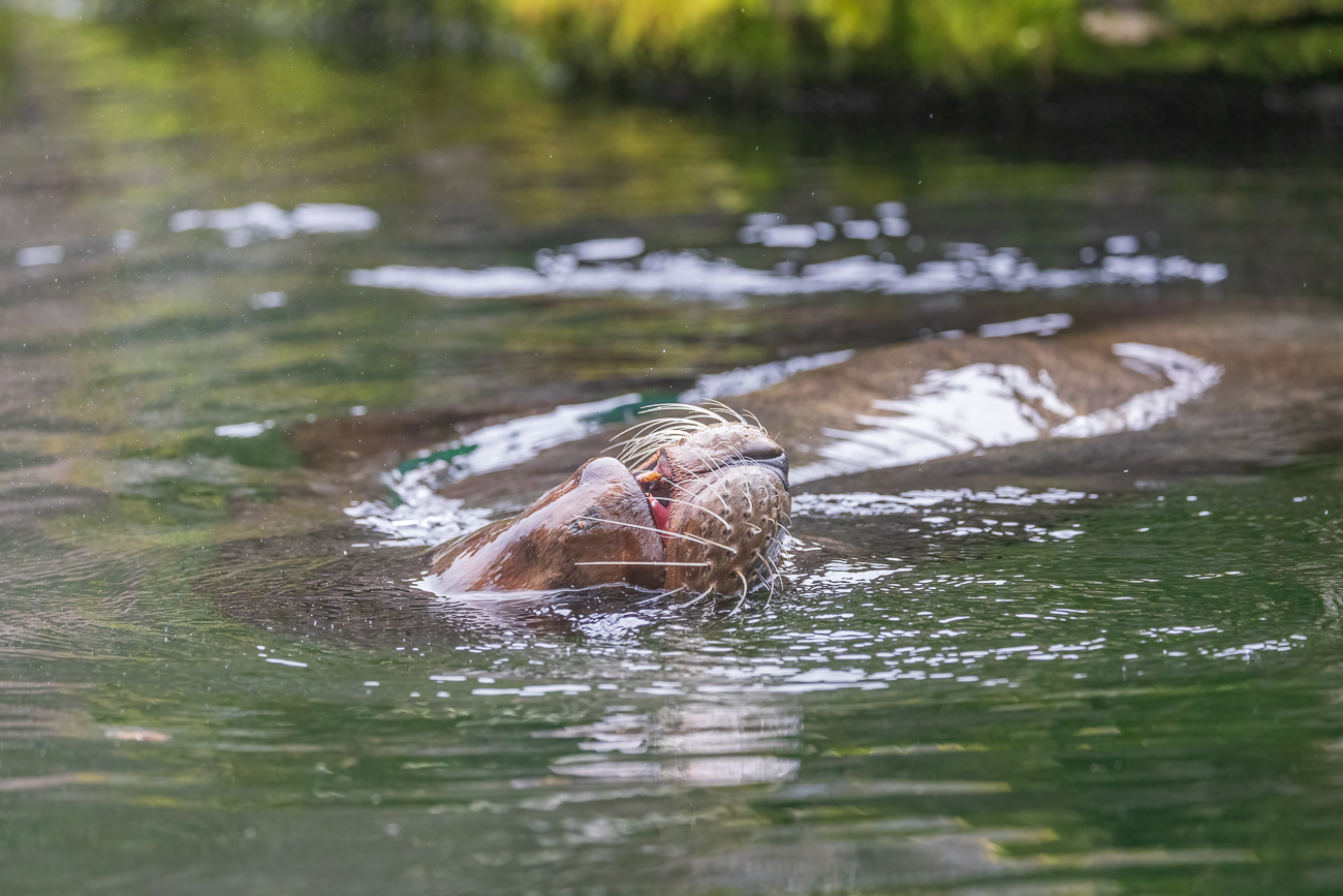 ... so wie diese Seelöwen
