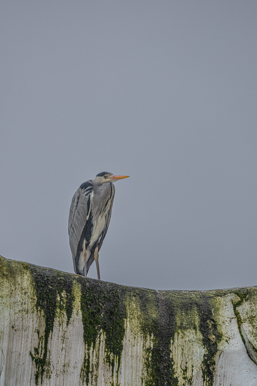 Graureiher [Ardea cinerea]