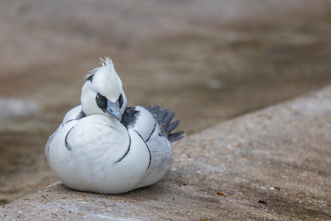 Zwergsäger [Mergellus albellus], männlich