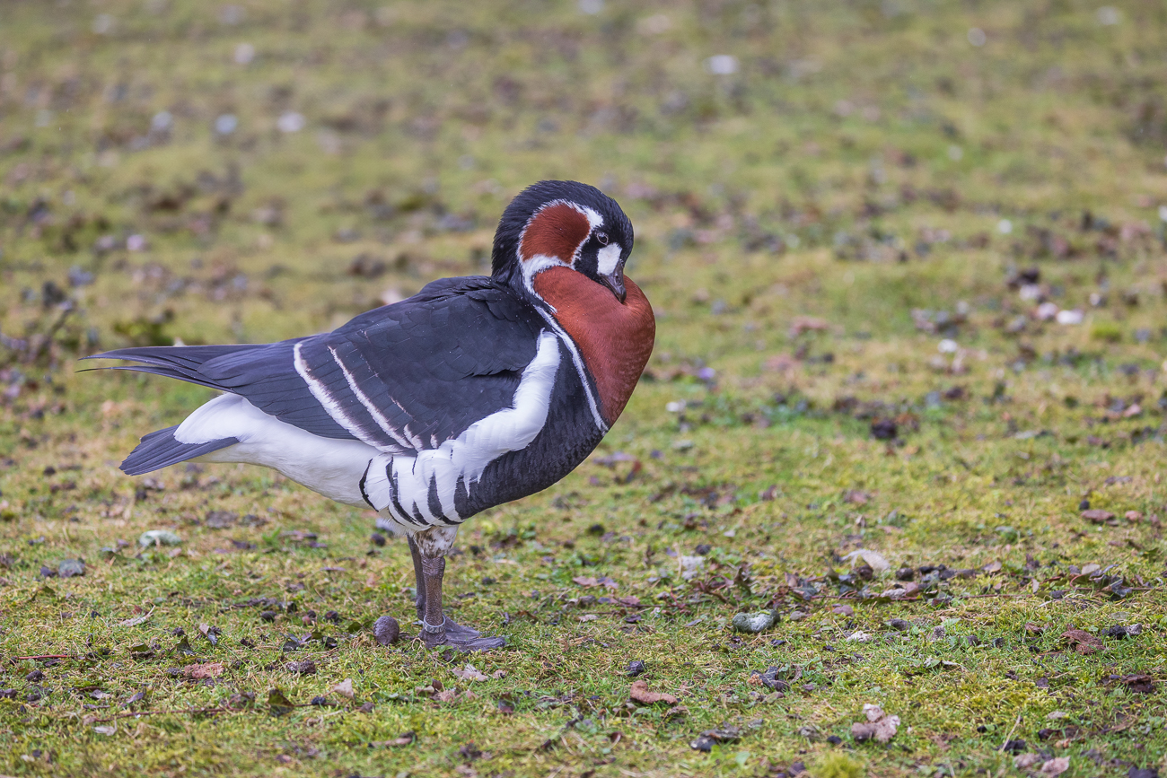 Rothalsgans [Branta ruficollis]