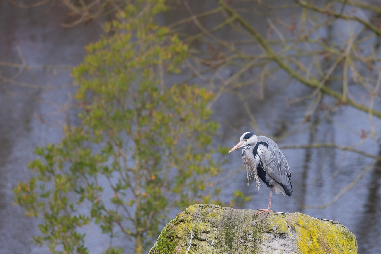 Graureiher [Ardea cinerea]