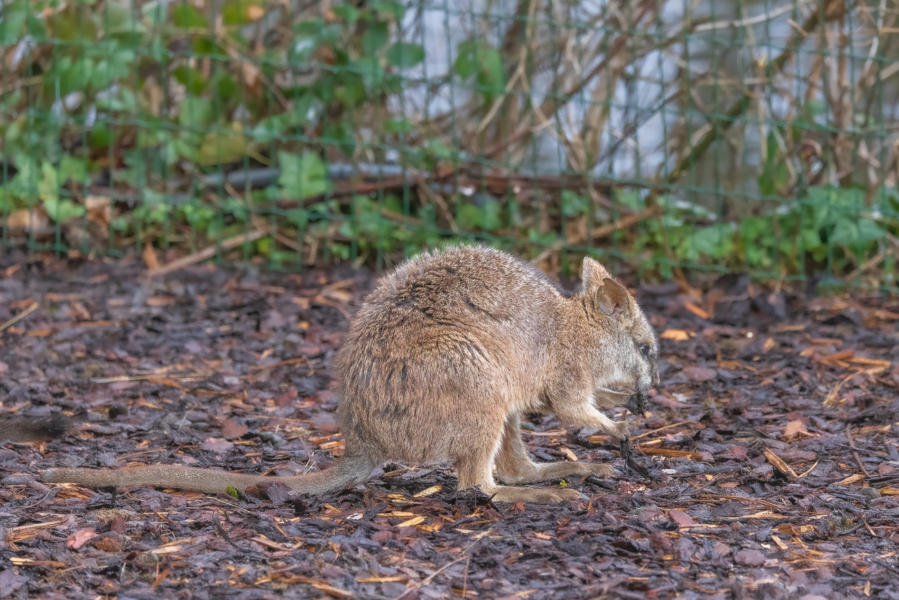 (Wahrscheinlich) Derbywallaby [Notamacropus eugenii]