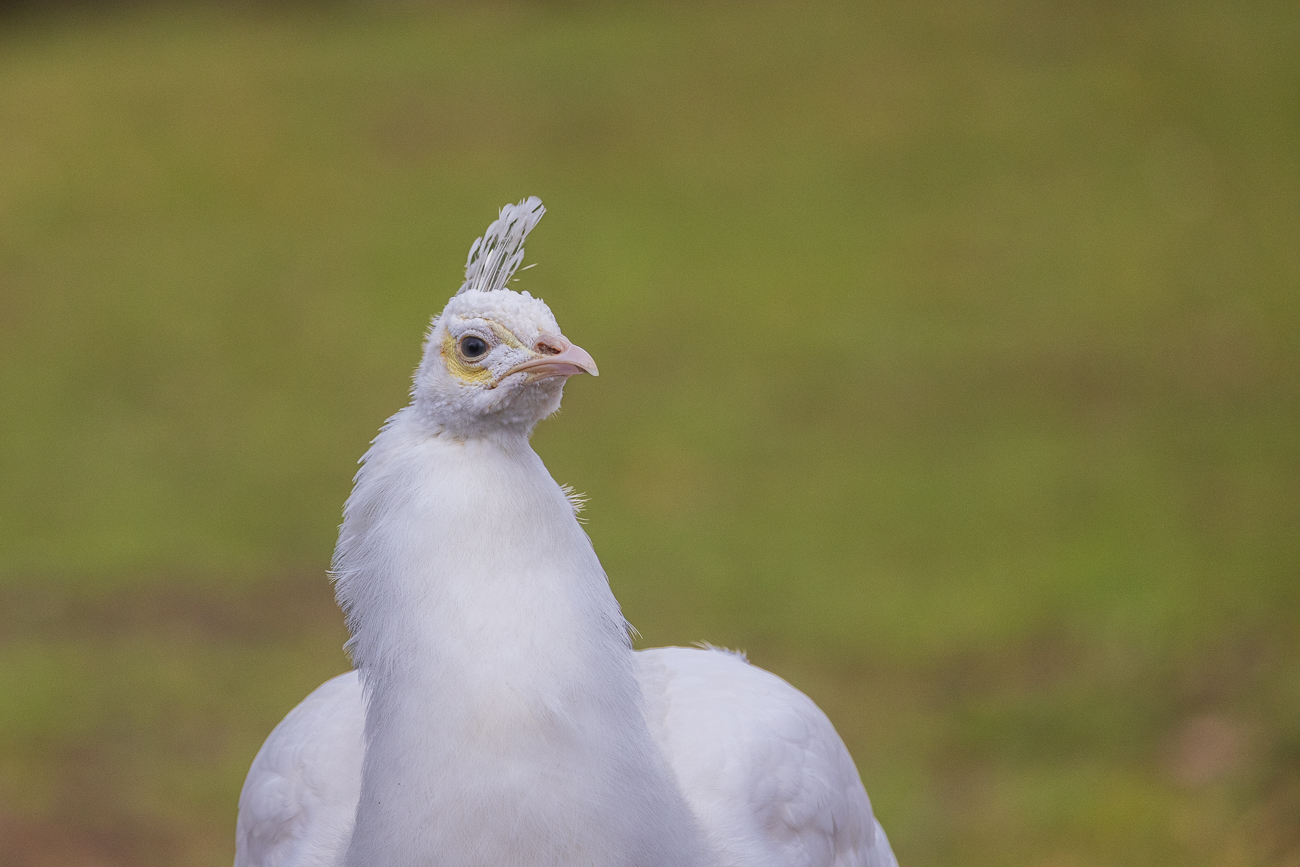 Weißer Pfau [Pavo cristatus mut. albi]