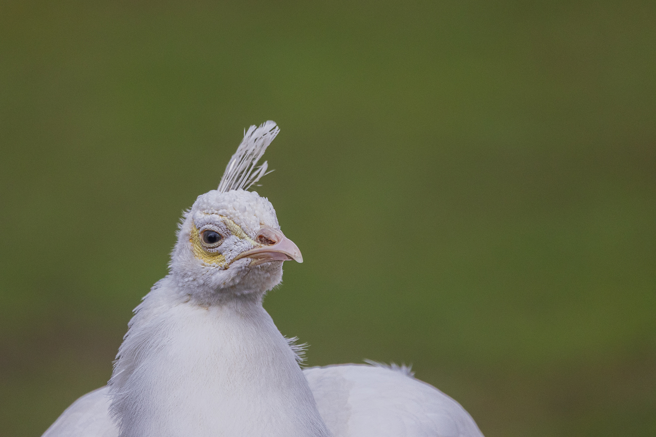 Weißer Pfau [Pavo cristatus mut. albi]