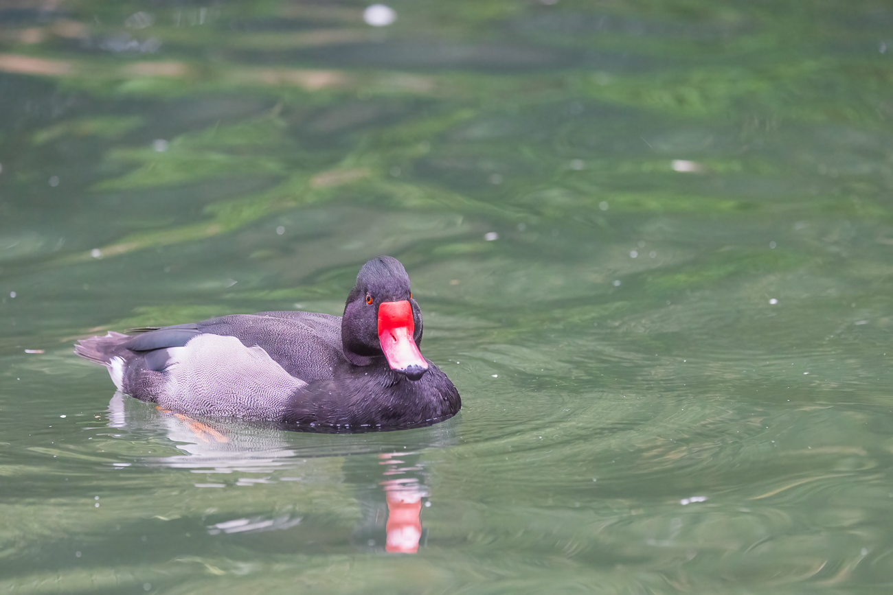 Rosenschnabelente [Netta peposaca]