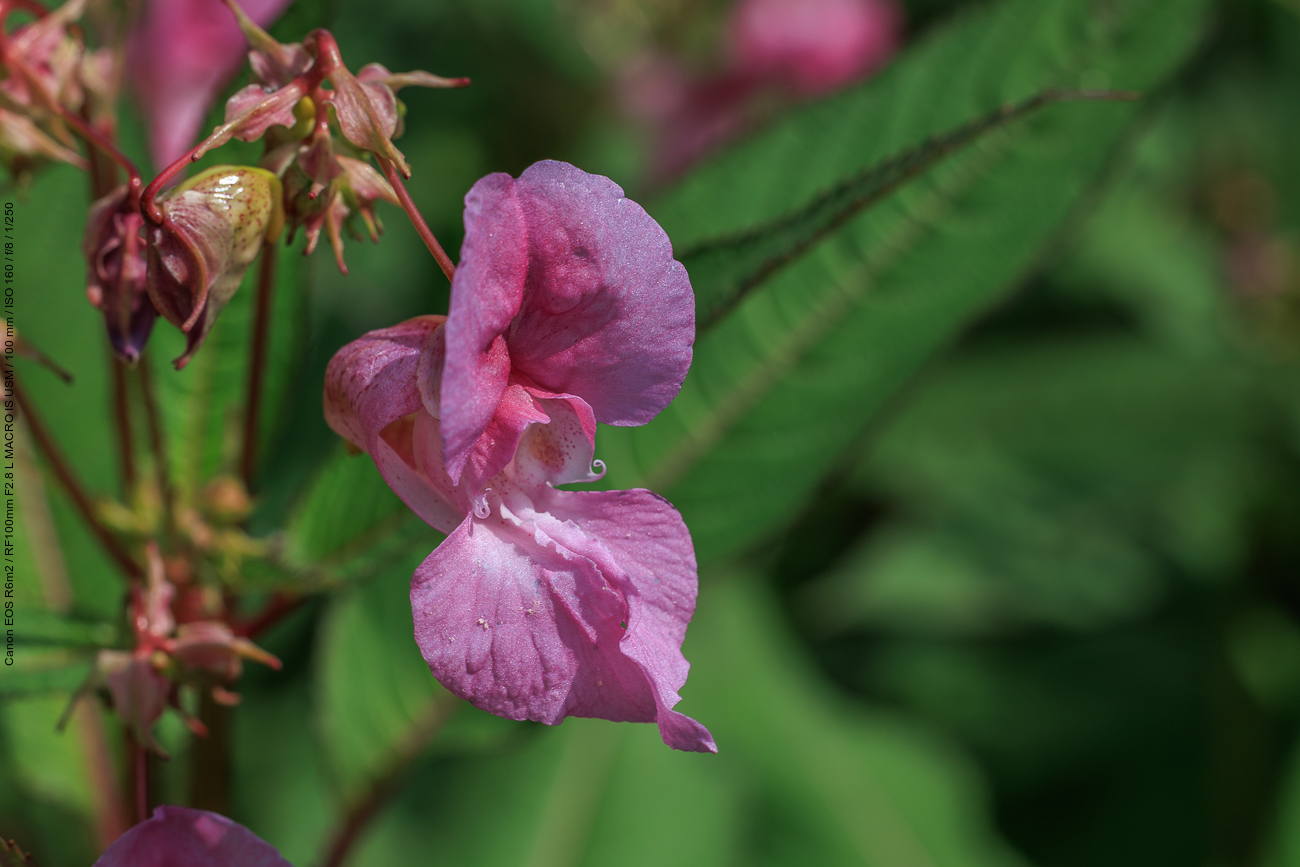 Drüsentragendes Springkraut [Impatiens glandulifera]