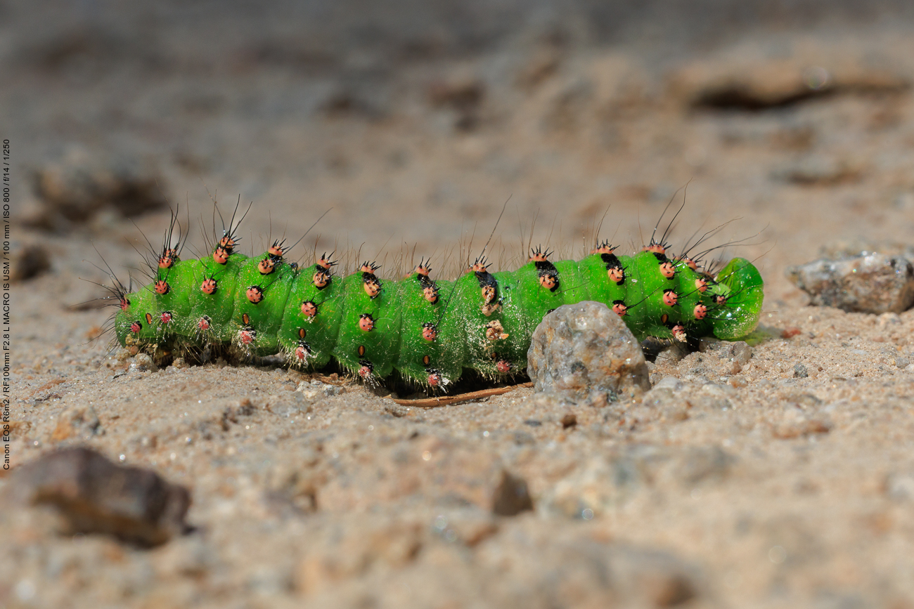 Raupe des Kleinen Nachtpfauenauges [Saturnia pavonia]