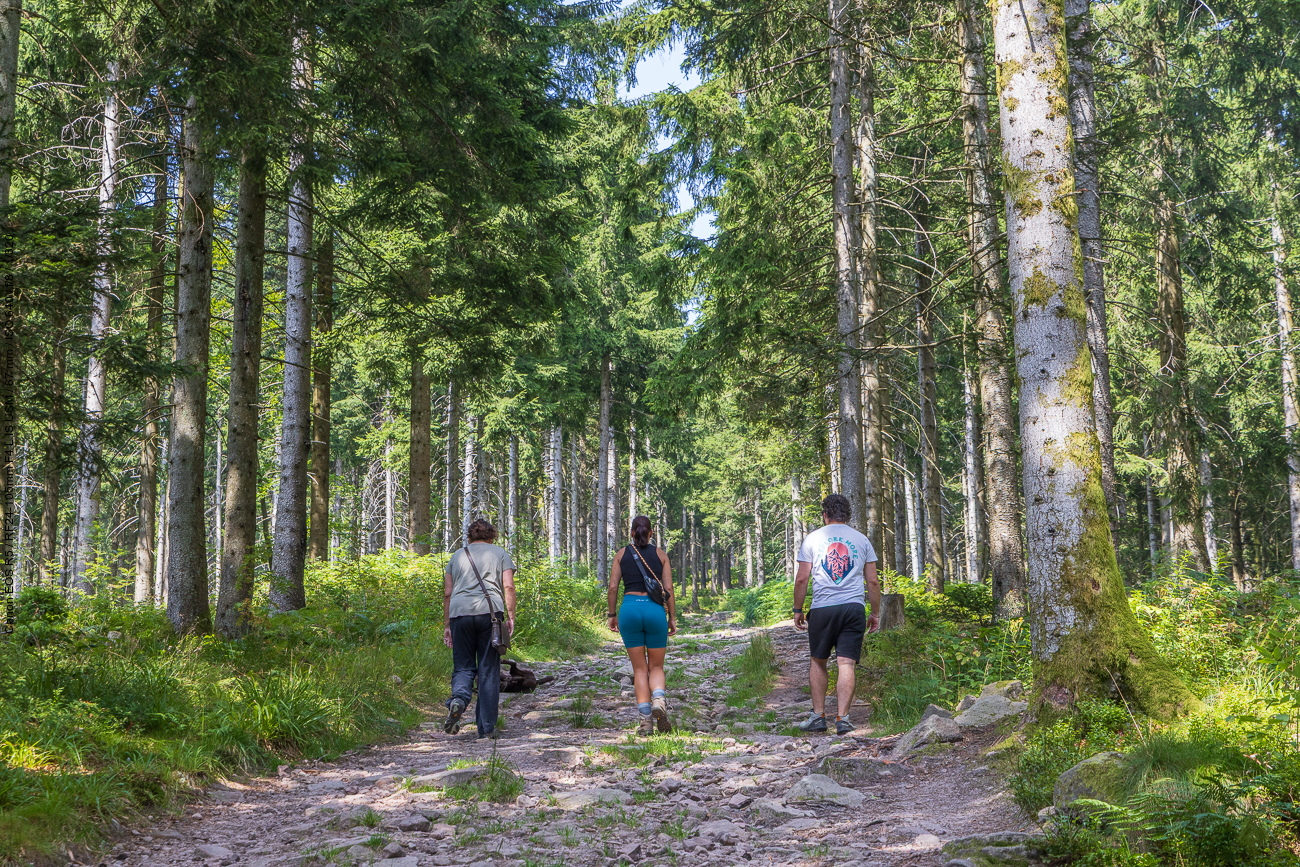 Steiniger Weg zur Hornisgrinde