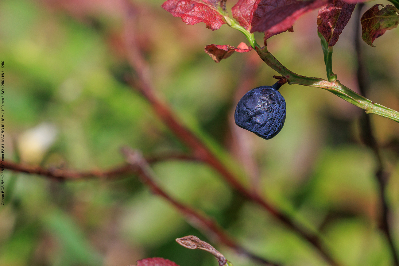Heidelbeere [Vaccinium myrtillus]