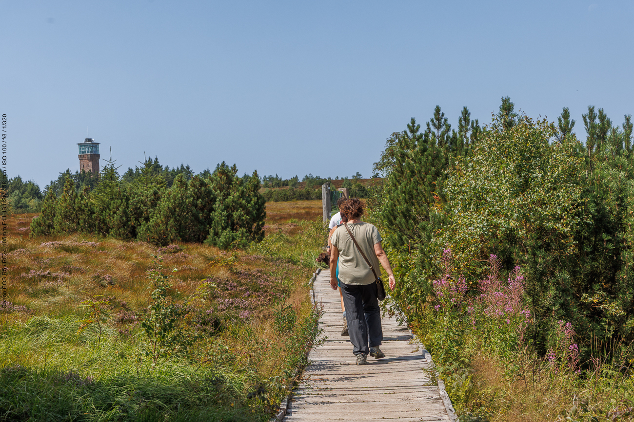 ... durch das Hochmoor