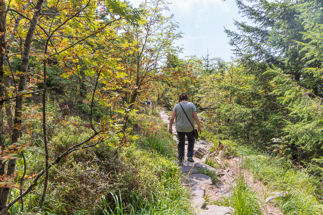 Abstieg durch den Wald
