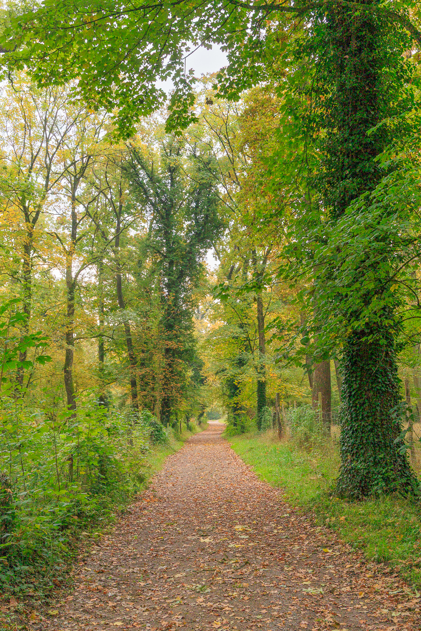 Herbstlaub am Waldweg