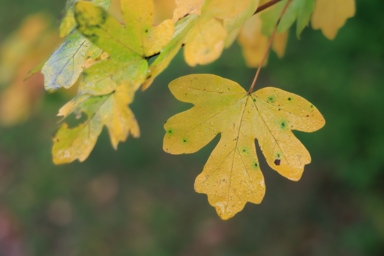 Feld-Ahorn [Acer campestre]