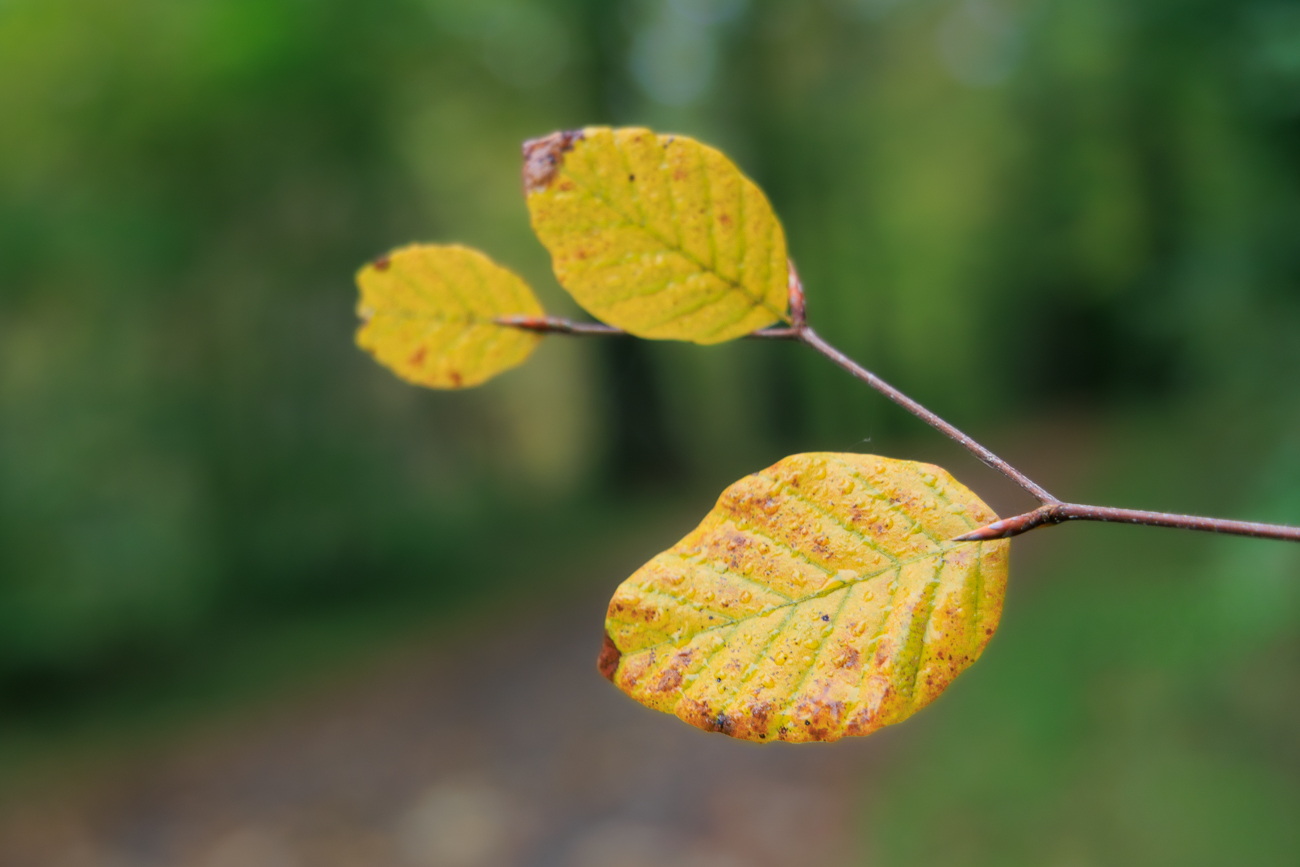 Rotbuche [Fagus sylvatica]