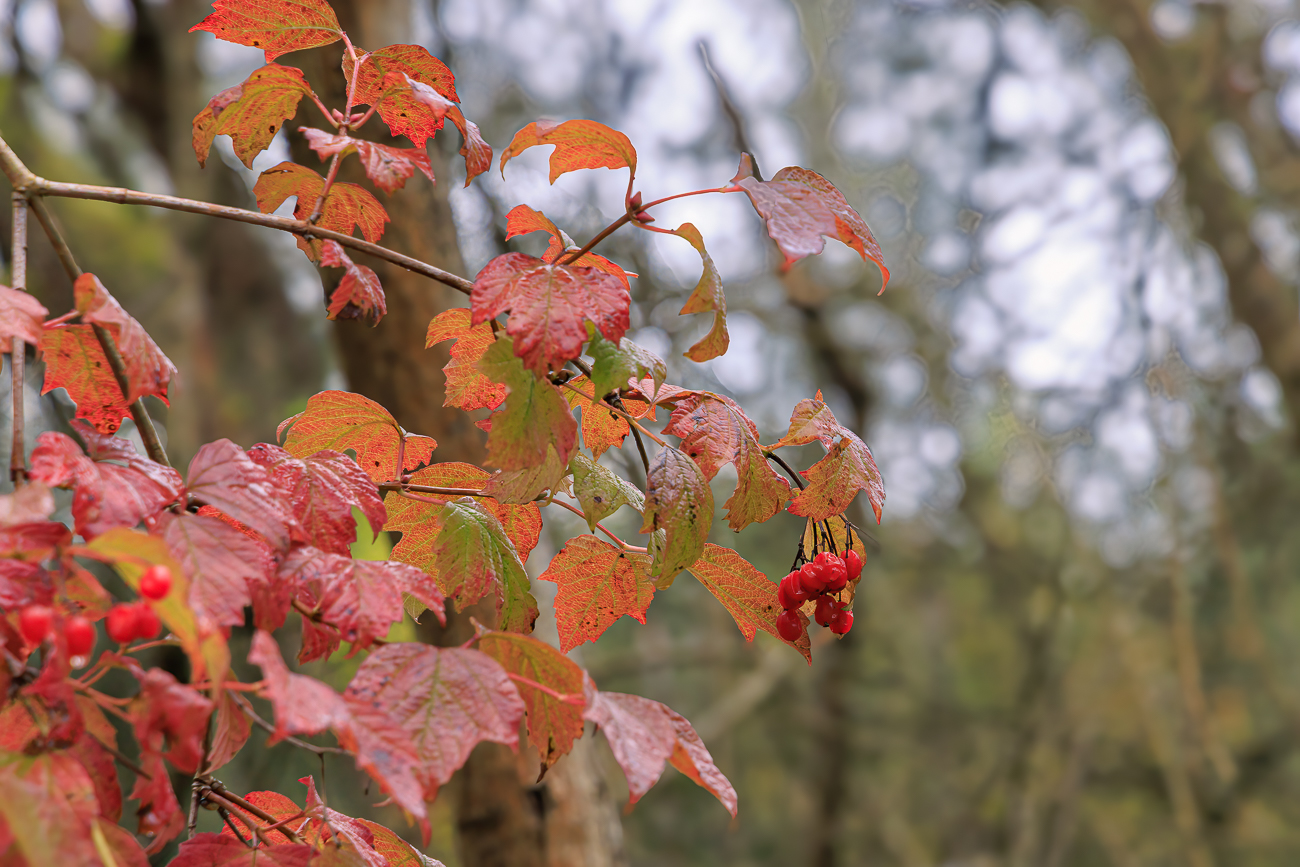 Amerikanischer Schneeball [Viburnum trilobum Marshall]