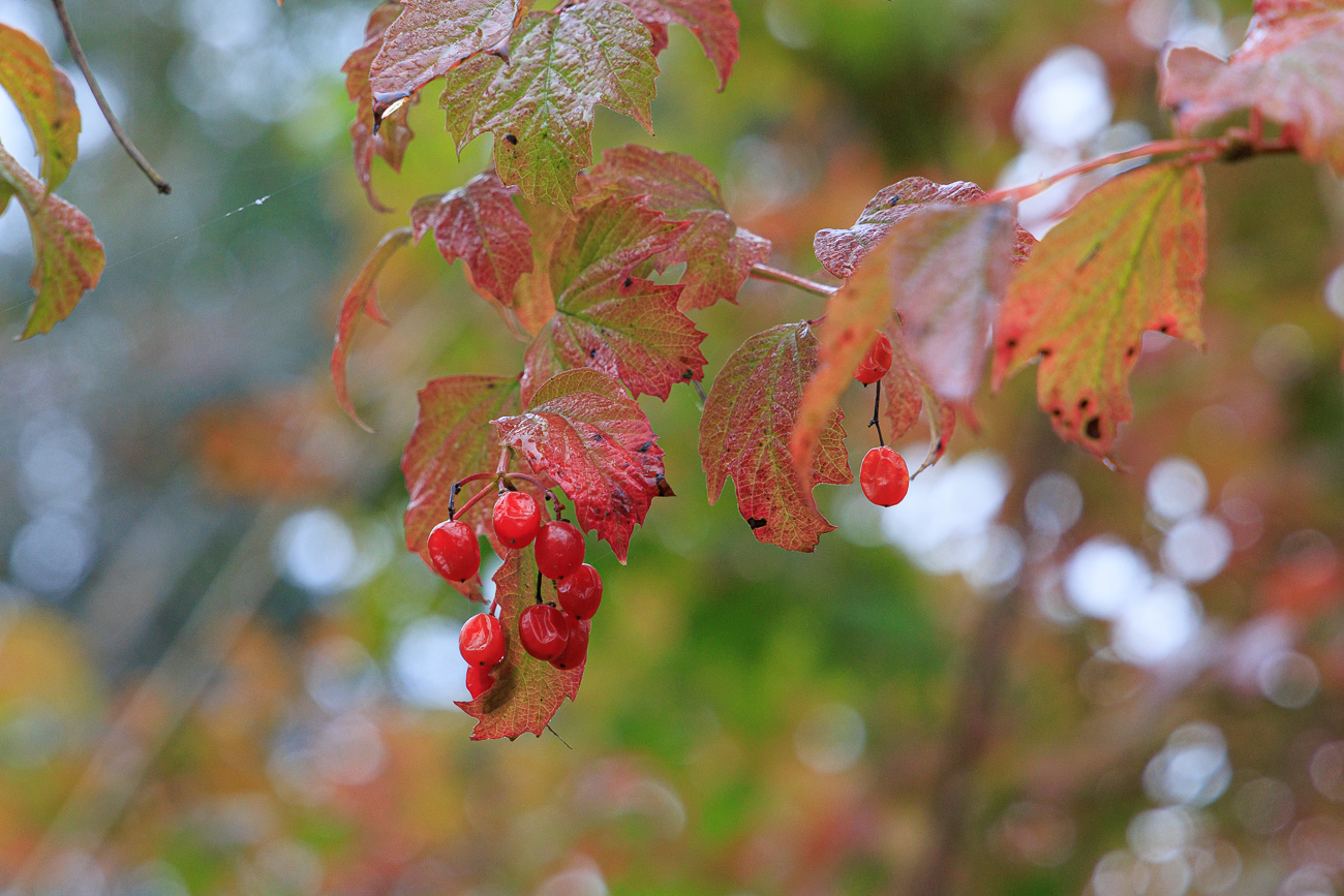 Amerikanischer Schneeball [Viburnum trilobum Marshall]