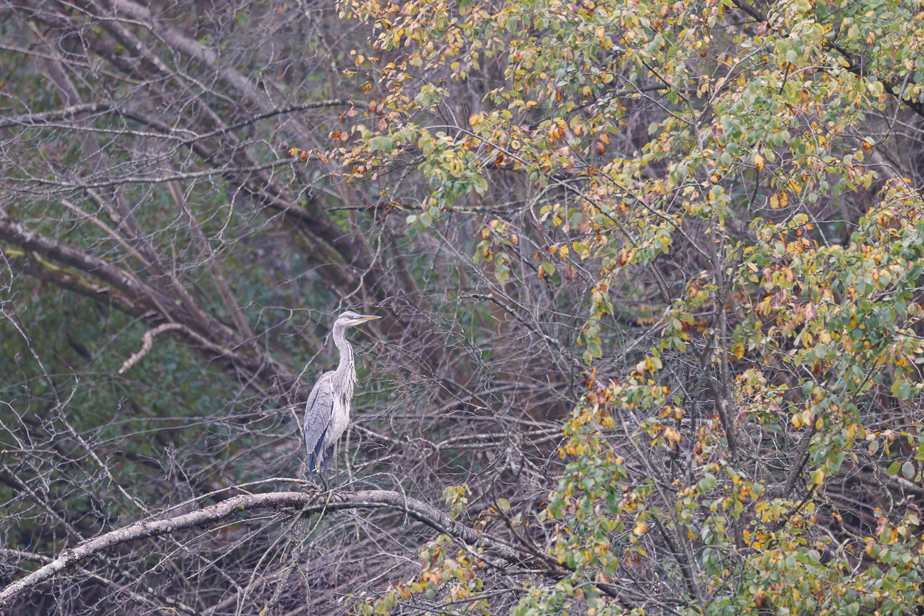 Graureiher [Ardea cinerea]