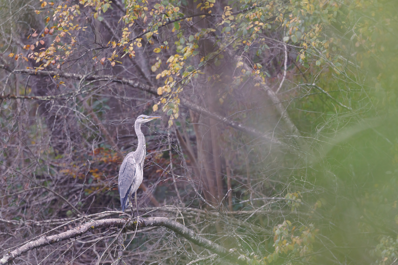 Graureiher [Ardea cinerea]