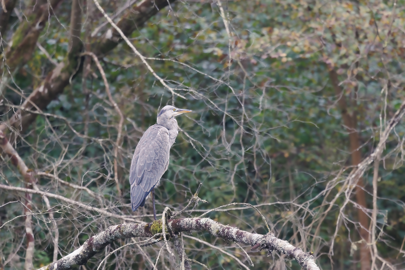 Graureiher [Ardea cinerea]
