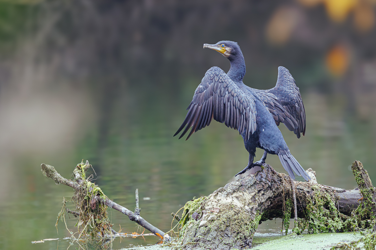 Kormoran [Phalacrocorax carbo]