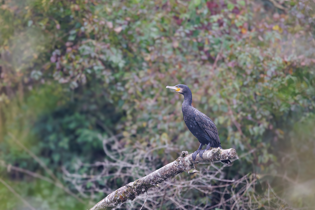Kormoran [Phalacrocorax carbo]