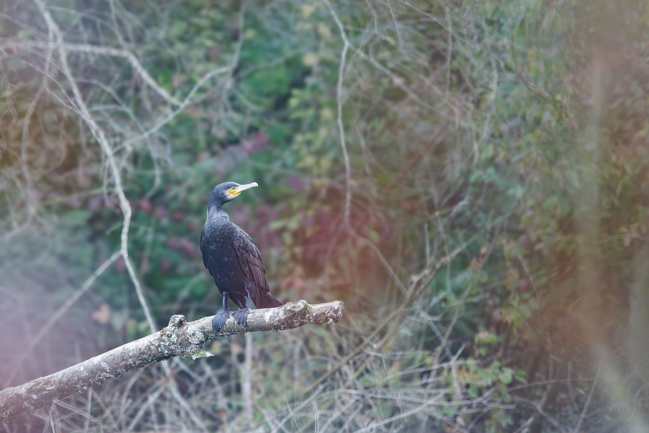 Kormoran [Phalacrocorax carbo]