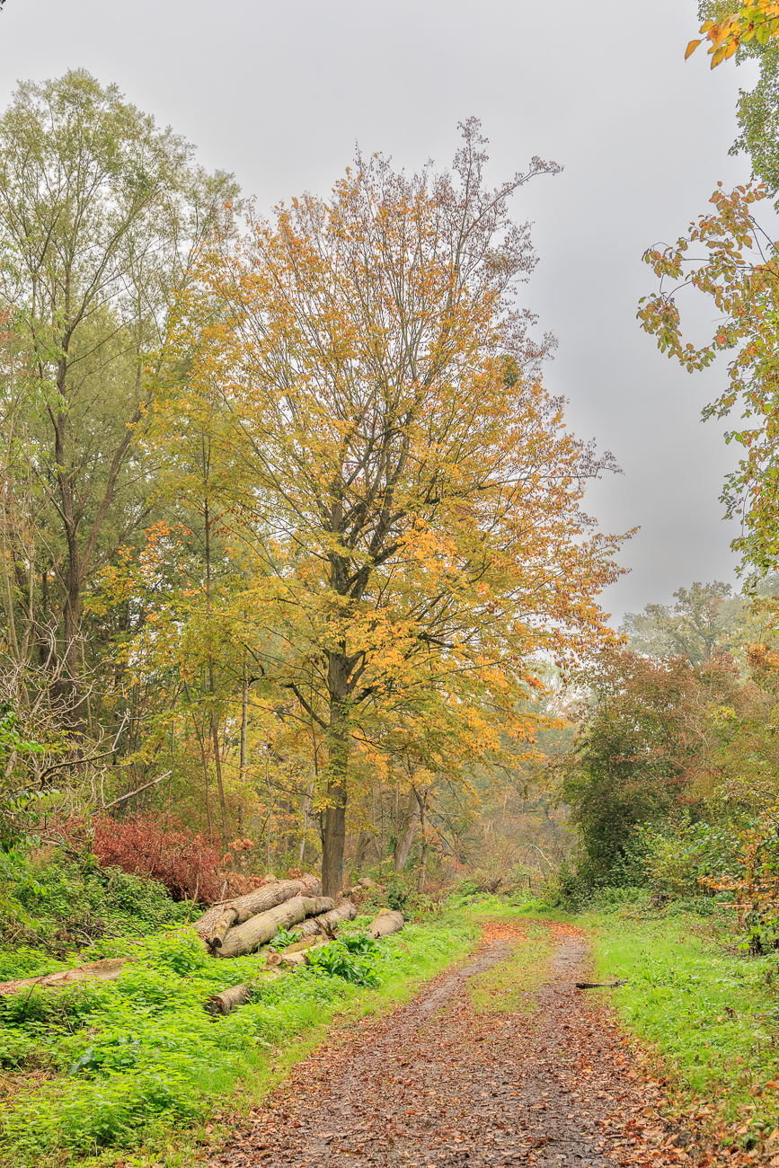 Schöne Rotbuche [Fagus sylvatica]