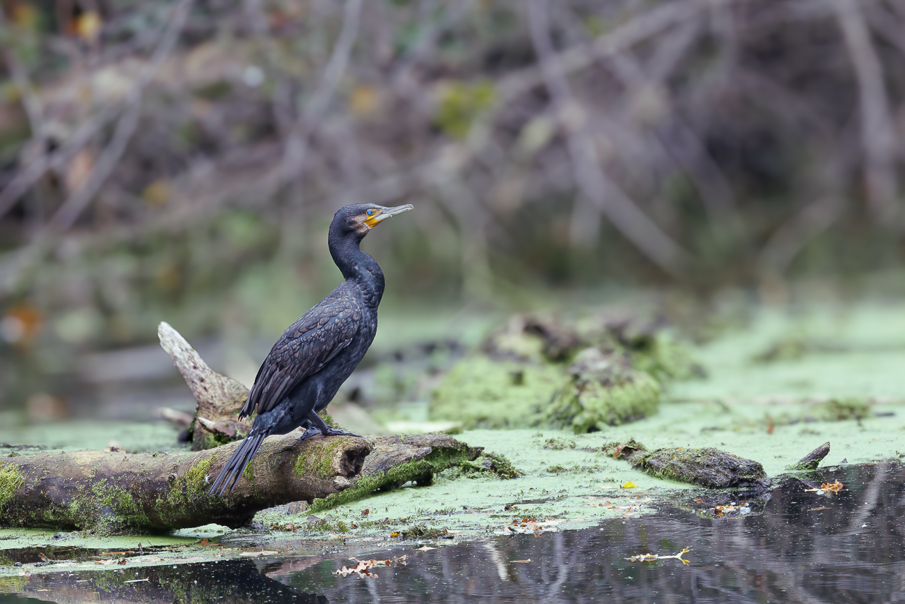Kormoran [Phalacrocorax carbo]