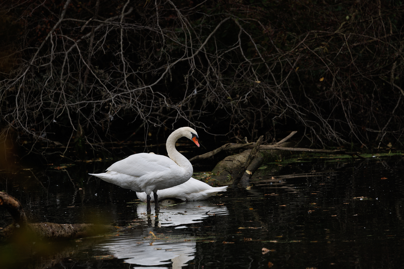 Höckerschwan [Cygnus olor]