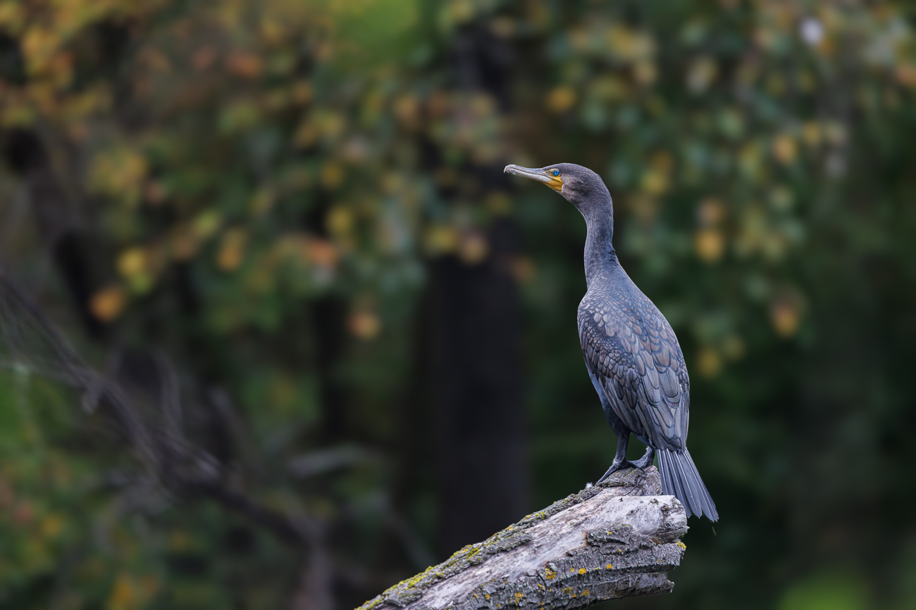 Kormoran [Phalacrocorax carbo]