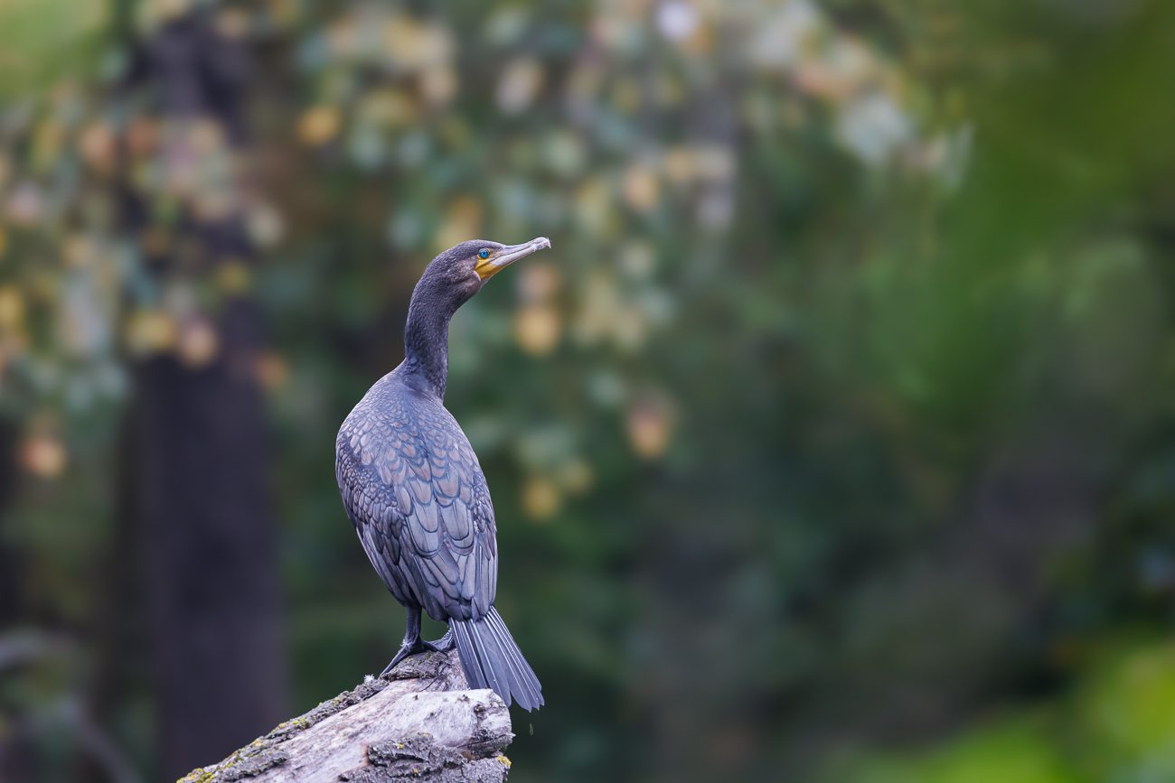 Kormoran [Phalacrocorax carbo]