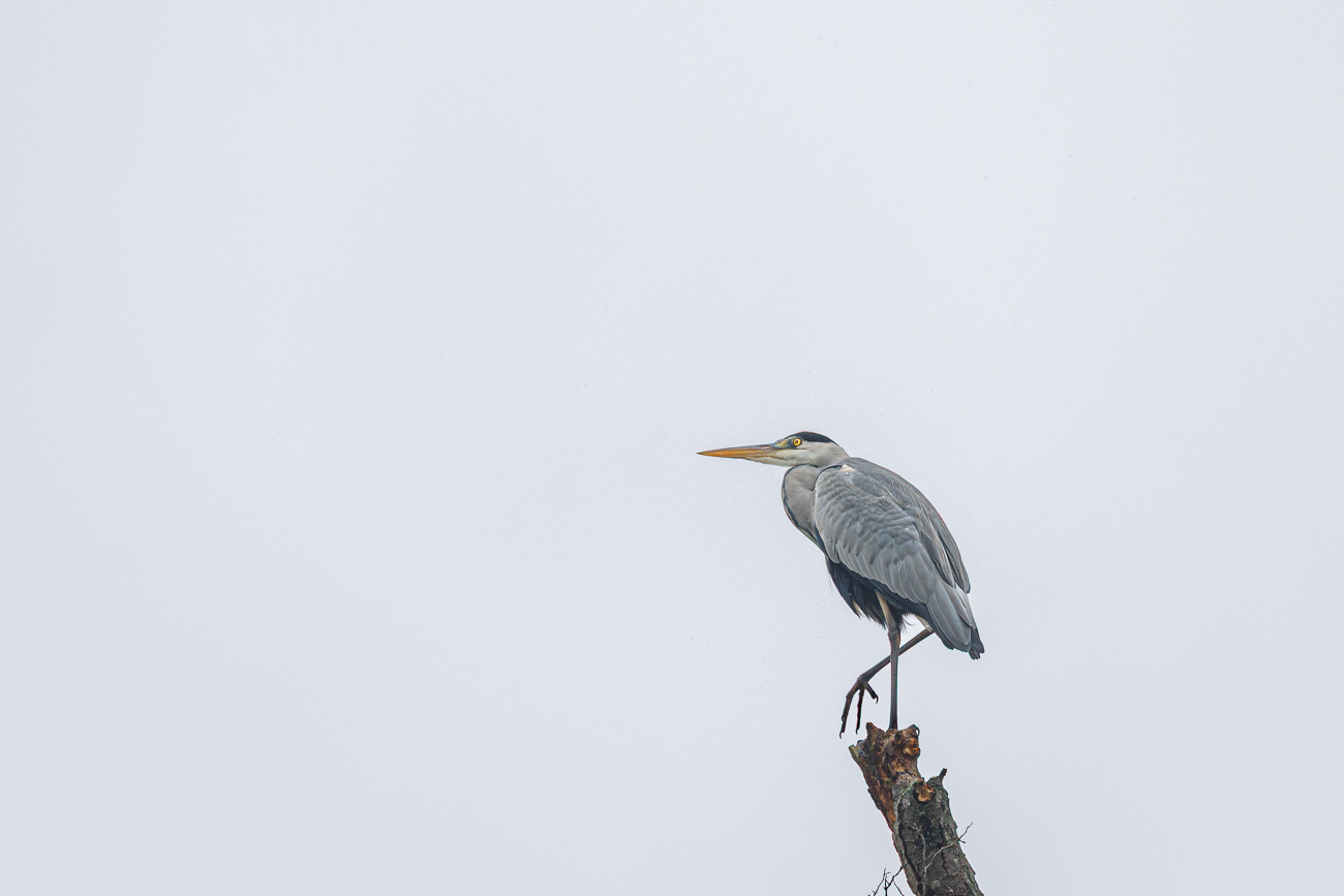 Graureiher [Ardea cinerea]