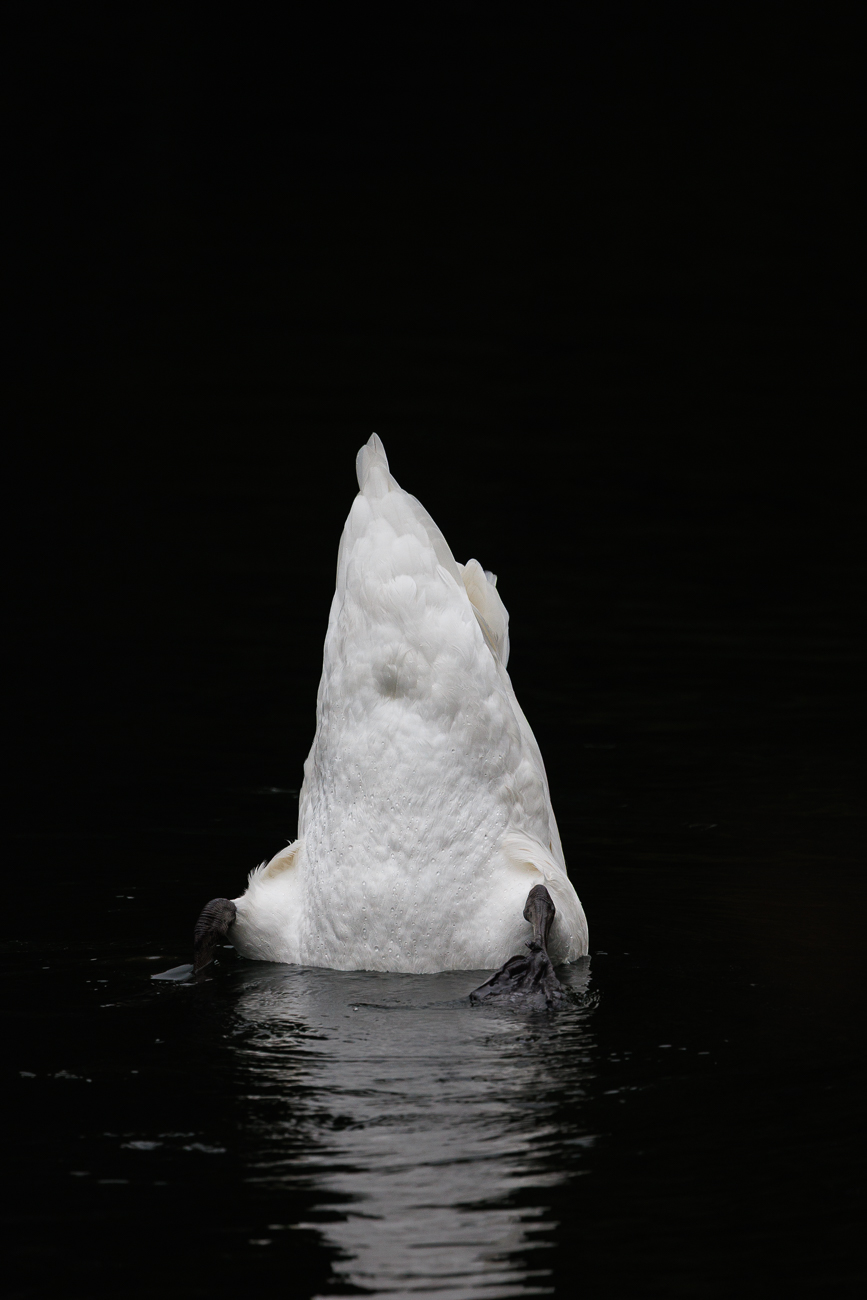 Höckerschwan [Cygnus olor] Schwänzchen in die Höh'