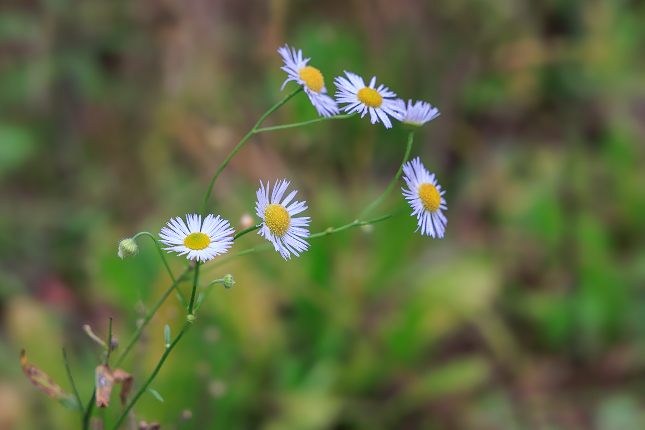 Einjähriges Berufkraut [Erigeron annuus]