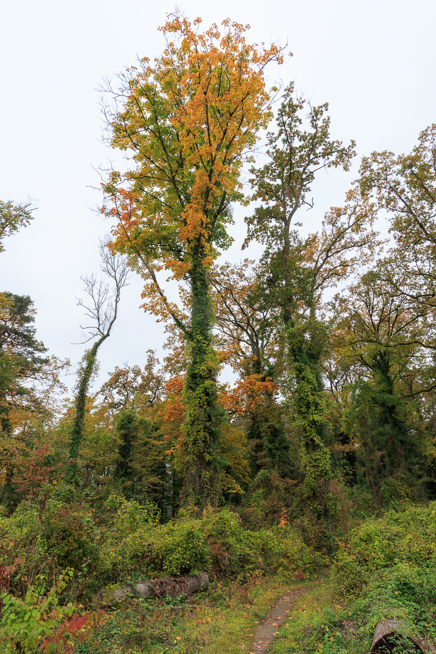 Stil-Eiche [Quercus robur]