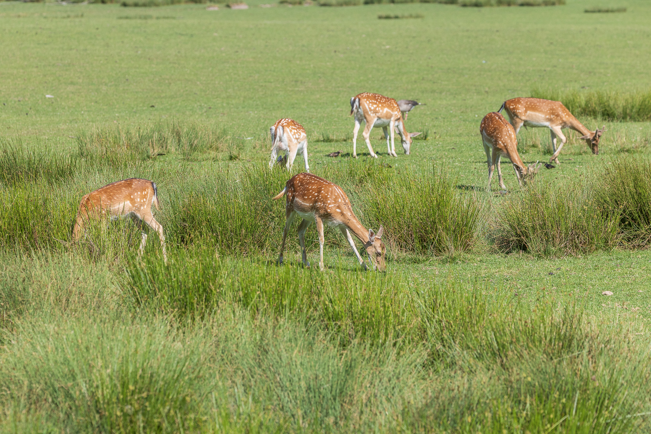Damwild auf einer großen Wiese