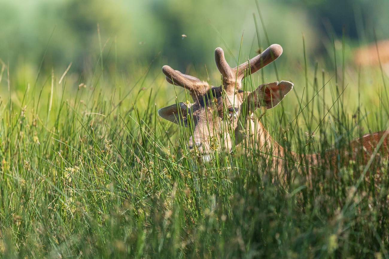 Das hohe Gras scheint sehr gut zu schmecken