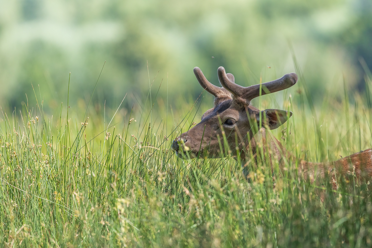 Damhirsch im hohen Gras
