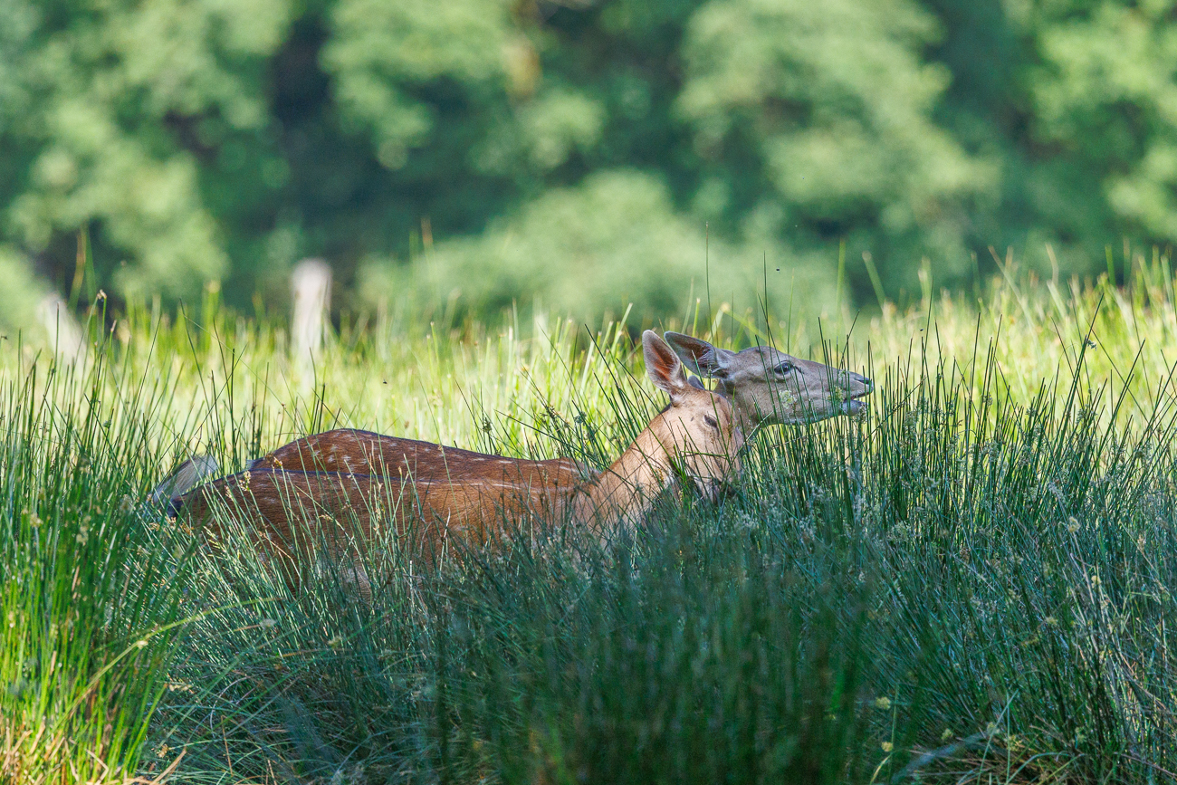 Damhirschkühe im hohen Gras