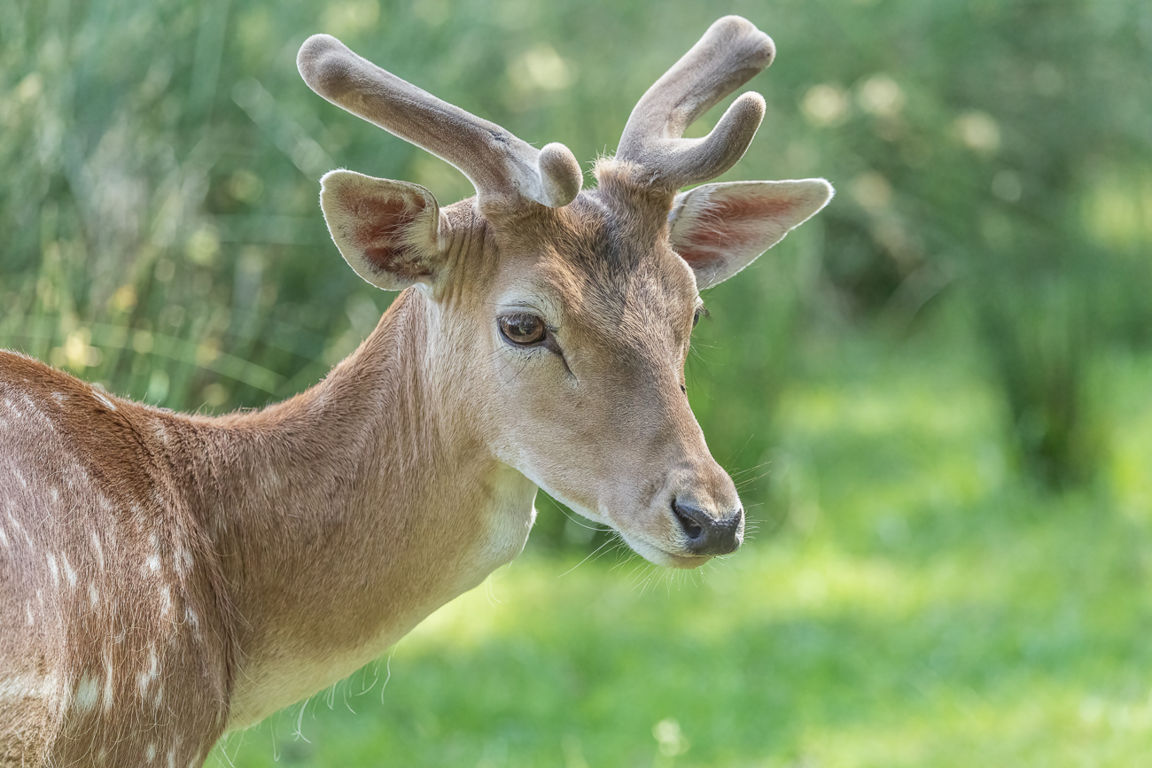 Damhirsch [Dama dama]