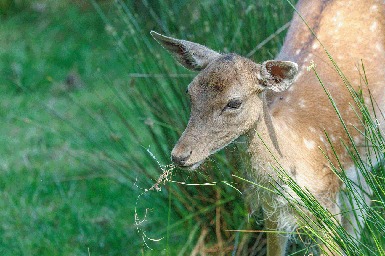 Der Hirschkuh schmeckt es